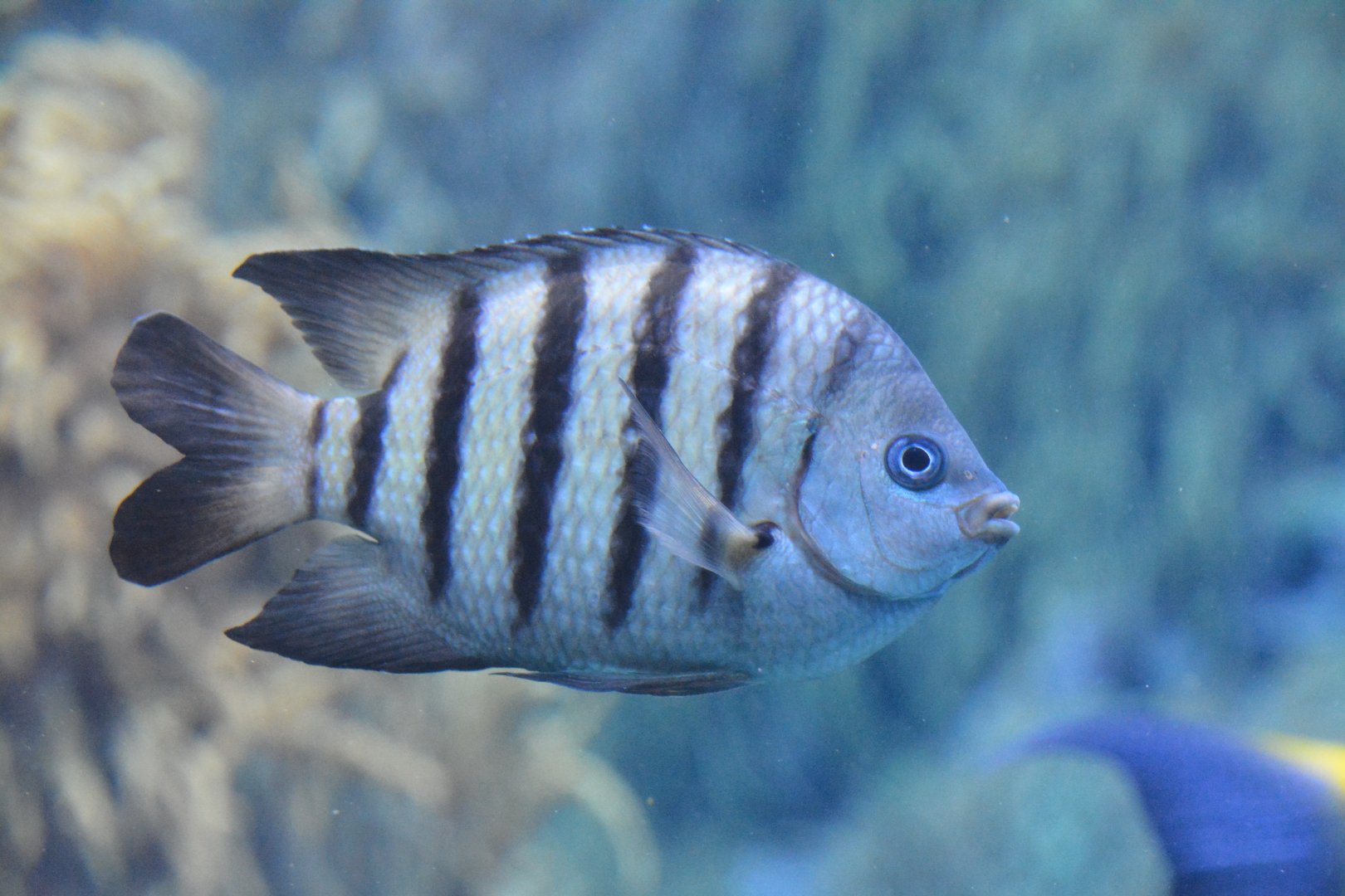 Bengal seargant (Abudefduf bengalensis)