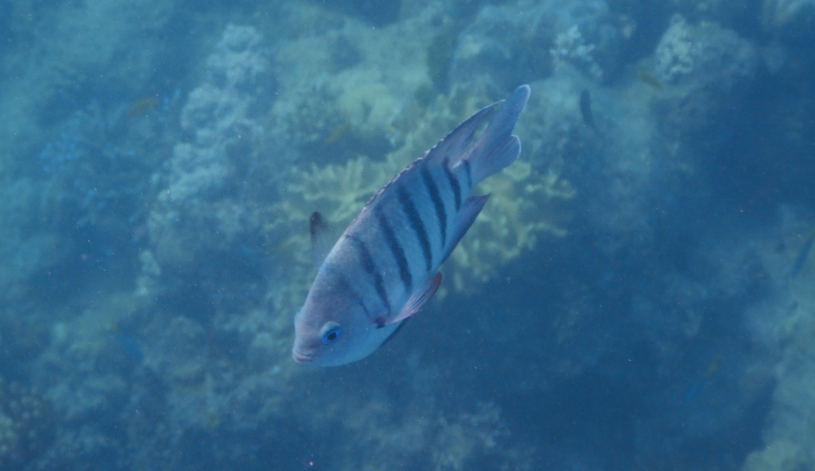 Bengal Sergeant (Abudefduf bengalensis) - Green Island