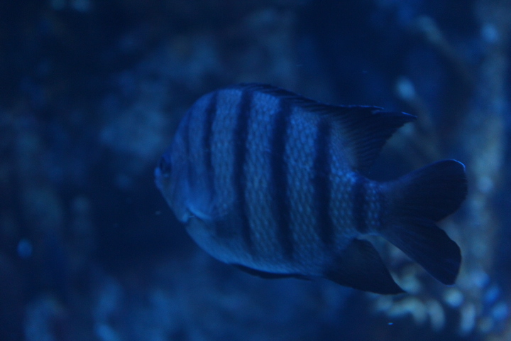 Bengal sergeant (Abudefduf bengalensis)