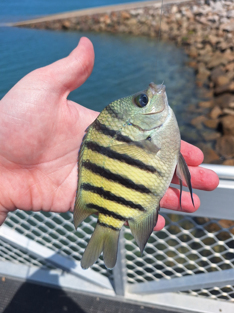 Bengal Sergeant (Abudefduf bengalensis)