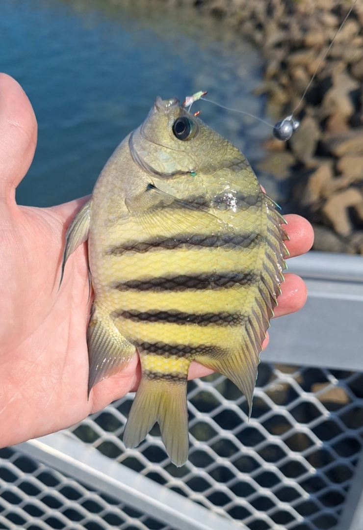 Bengal Sergeant (Abudefduf bengalensis)