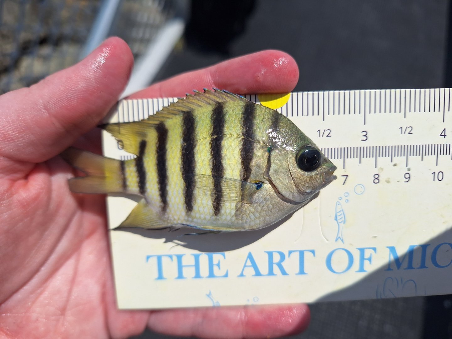 Bengal Sergeant (Abudefduf bengalensis)