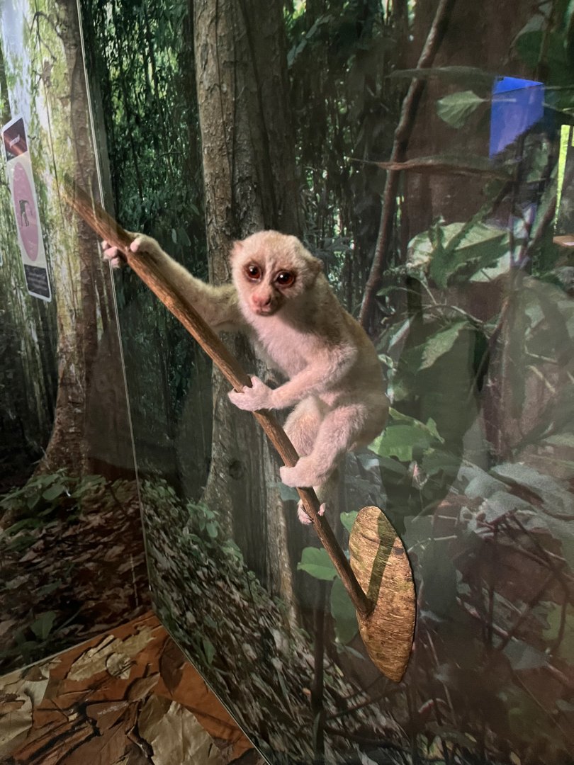 Bengal slow loris 1.8.25