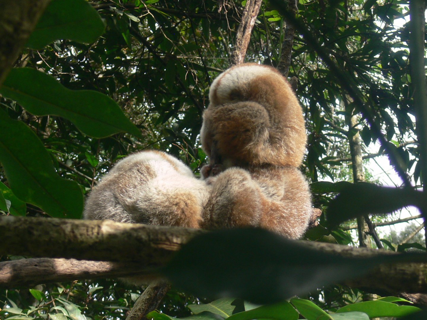 Bengal Slow Loris 2025/11/24-1