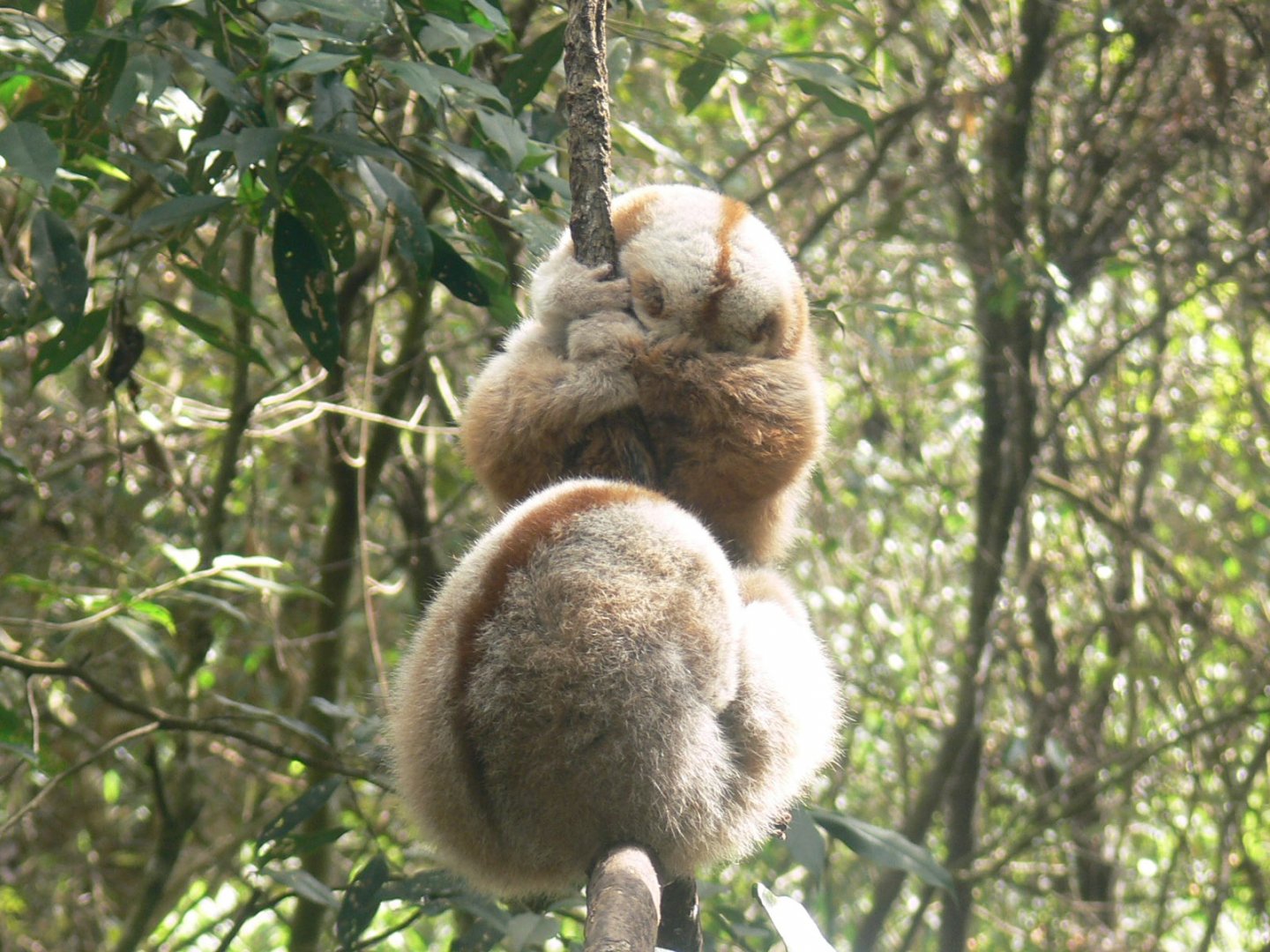 Bengal Slow Loris 2025/11/24-2