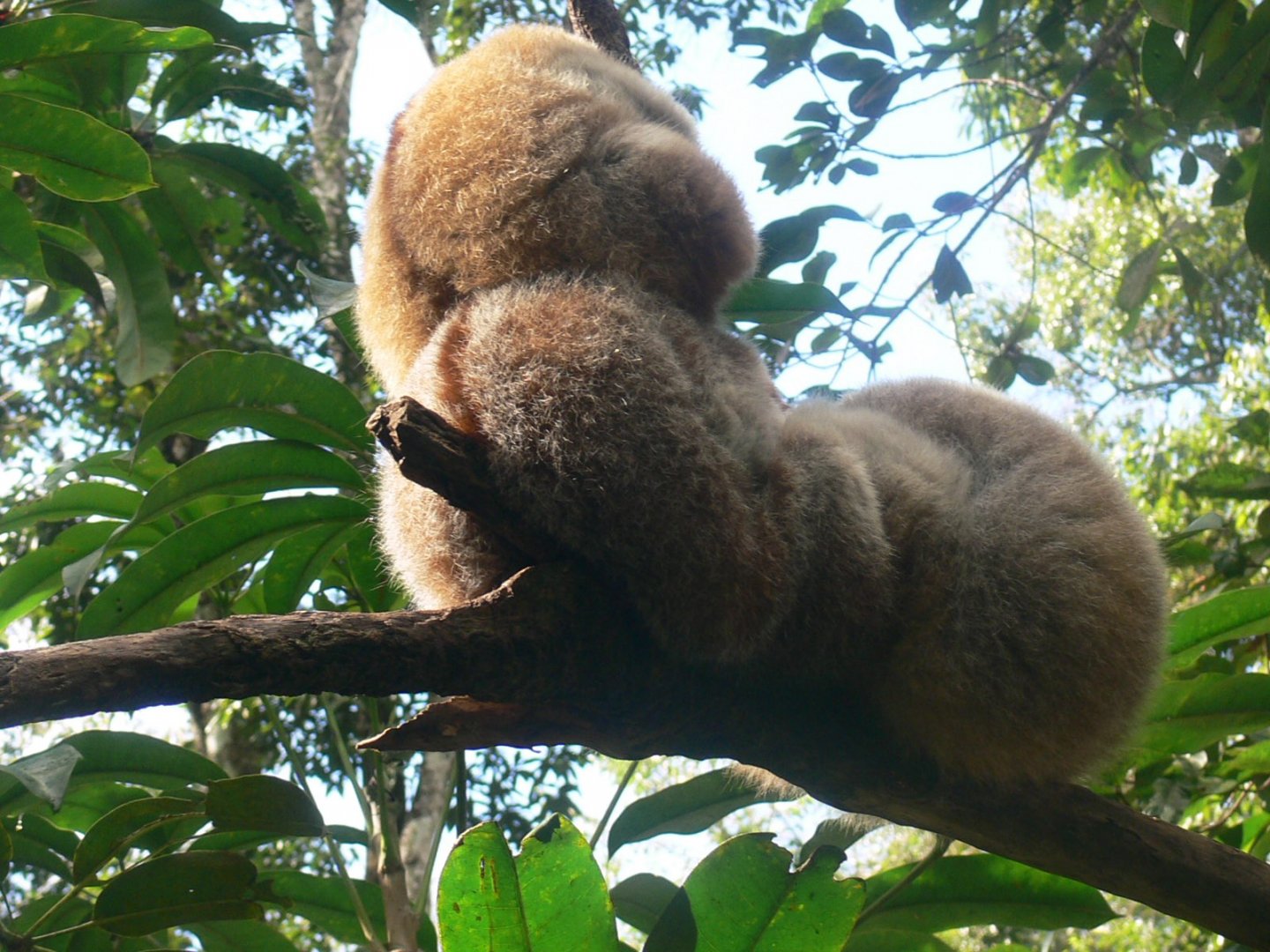 Bengal Slow Loris 2025/11/24-3