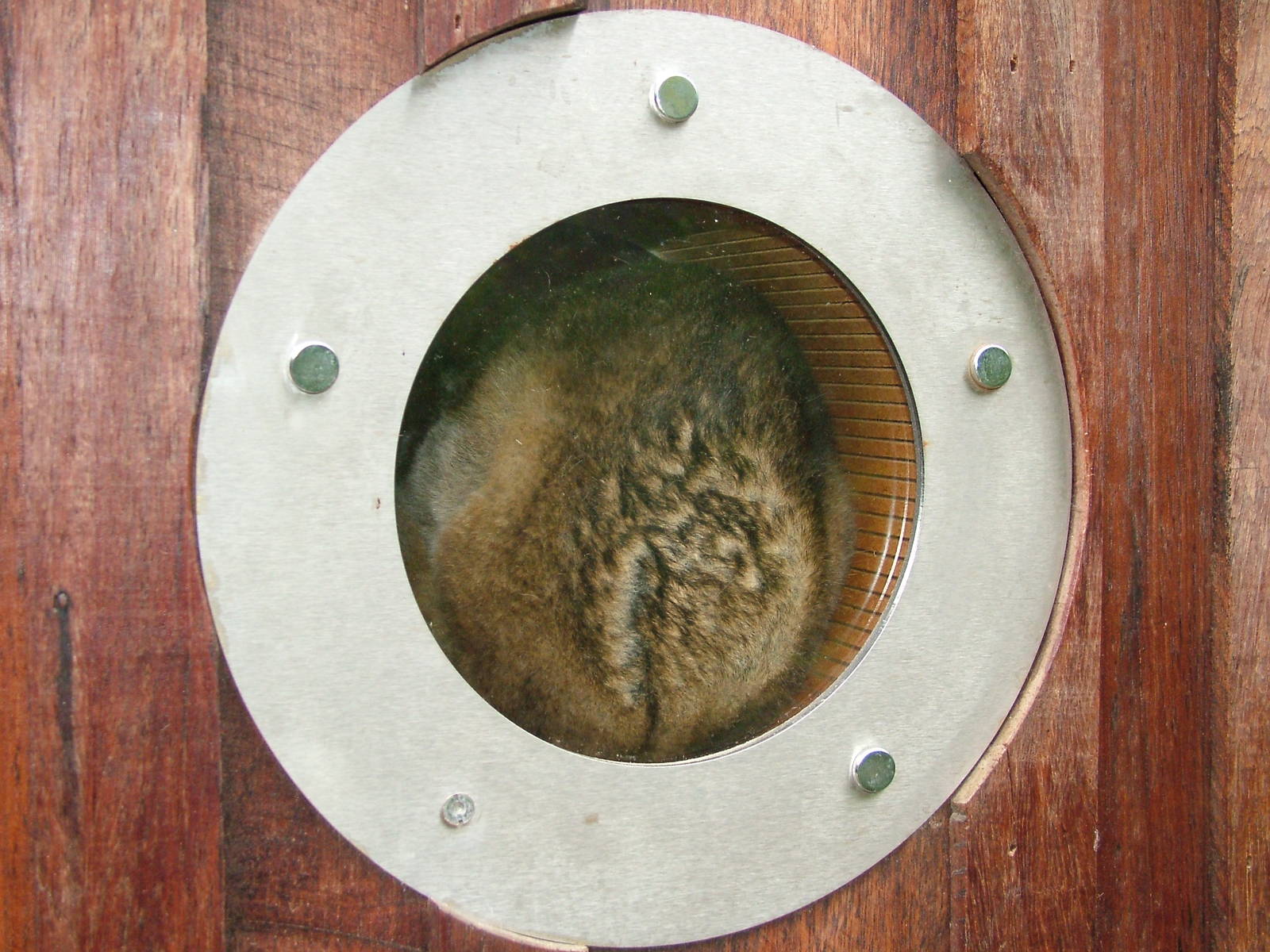 Bengal Slow Loris at the RSCC, 31/07/10