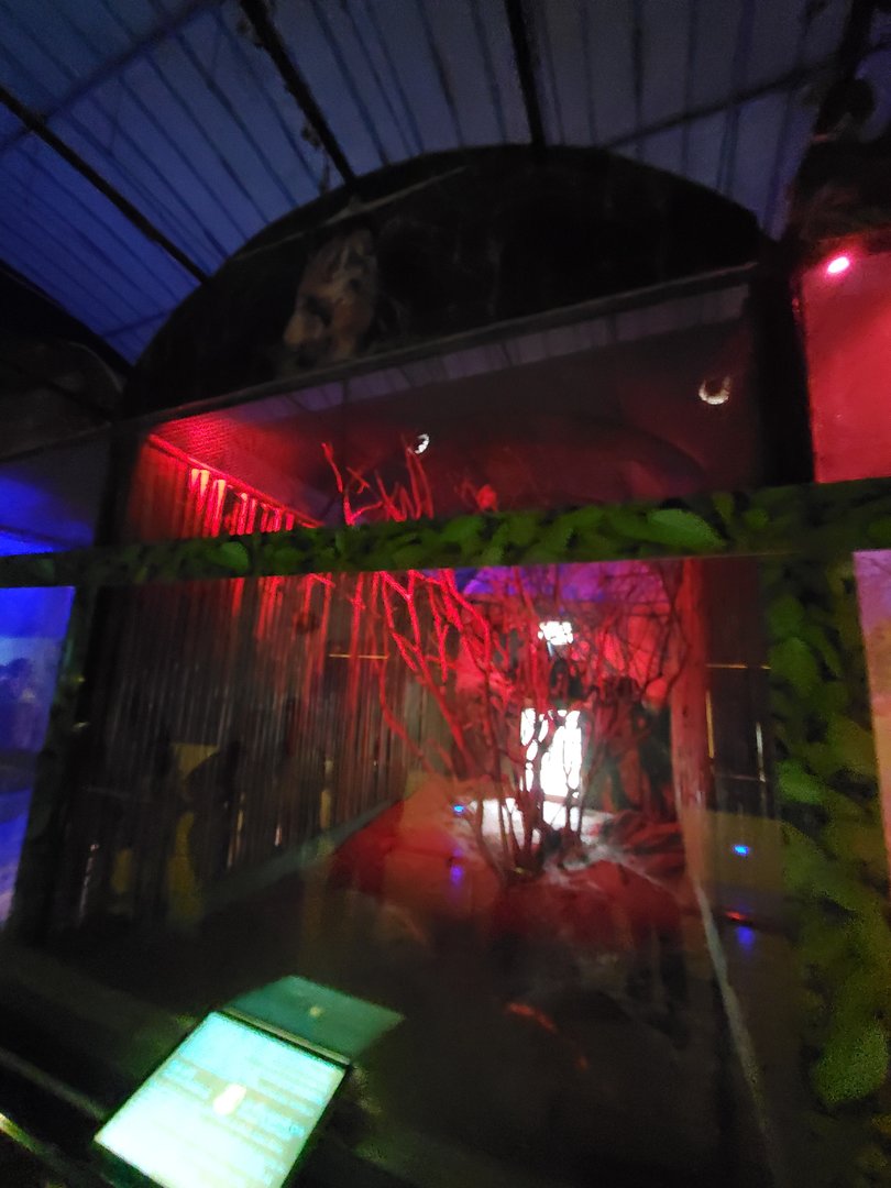 Bengal Slow Loris Exhibit - January 2023