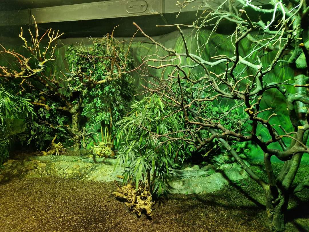 Bengal Slow Loris exhibit