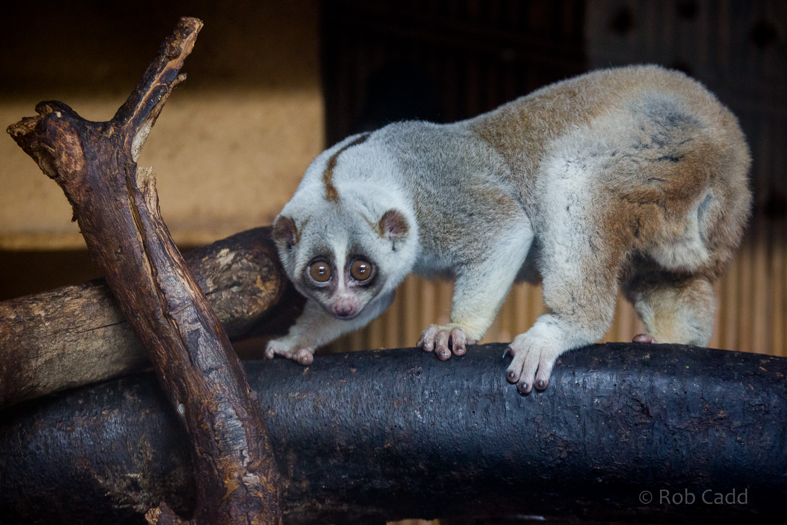 Bengal slow loris : Hamerton : 31 Dec 2014