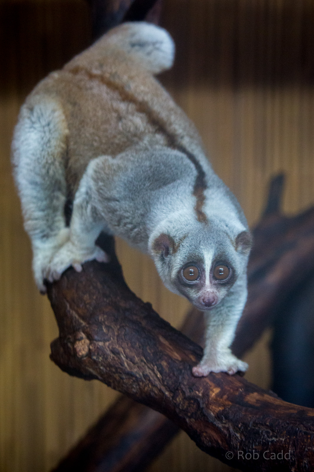 Bengal slow loris : Hamerton : 31 Dec 2014