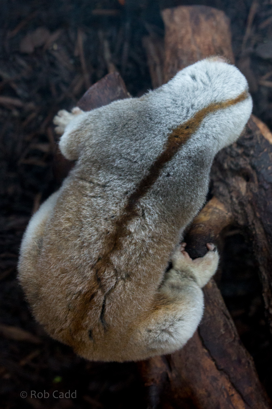 Bengal slow loris : Hamerton : 31 Dec 2014