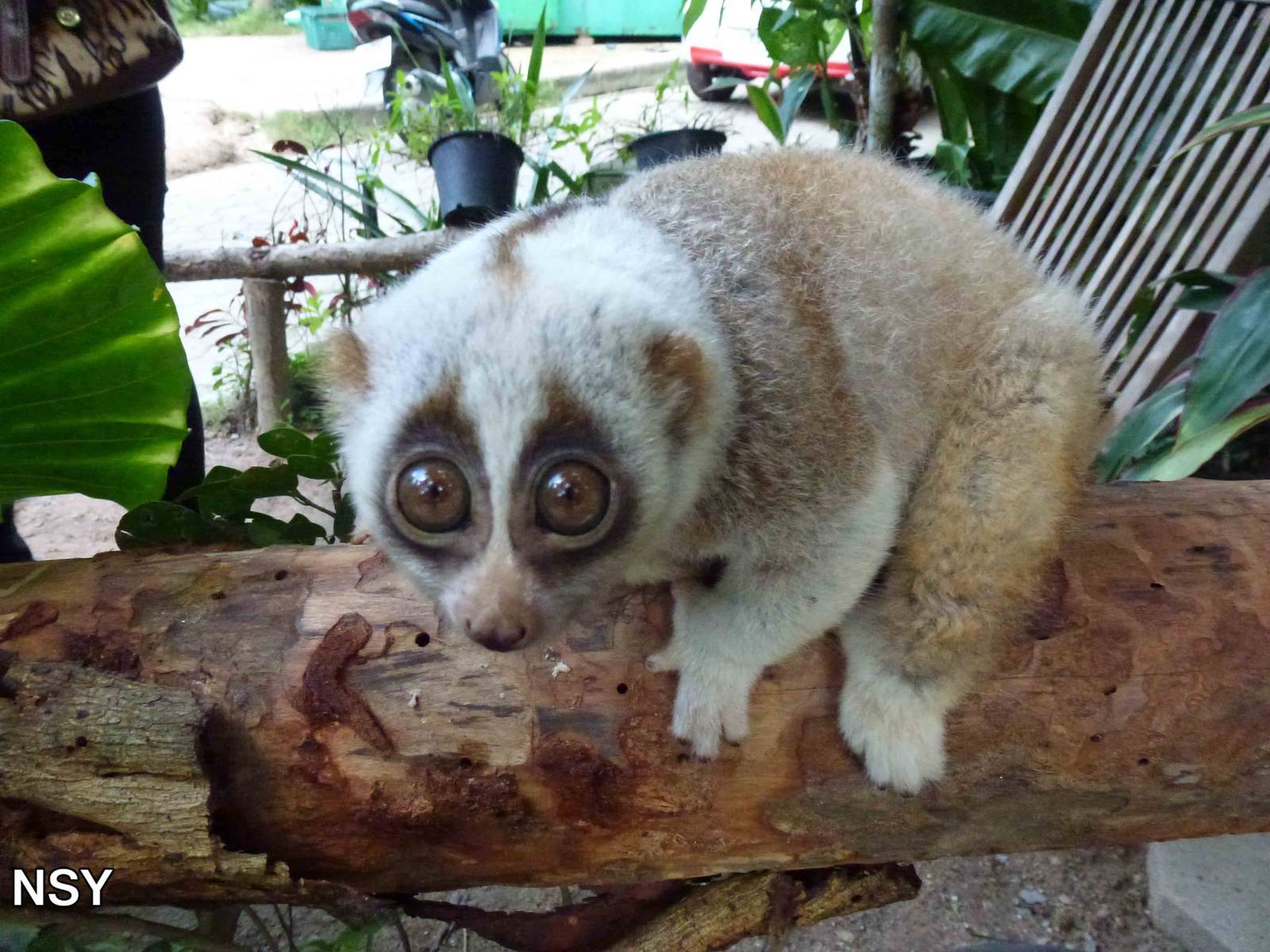 Bengal slow loris, June 2013.