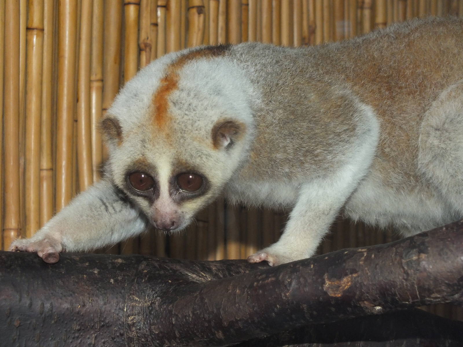 Bengal Slow Loris (Nycticebus bengalensis) at Hamerton Zoo Park - March 27