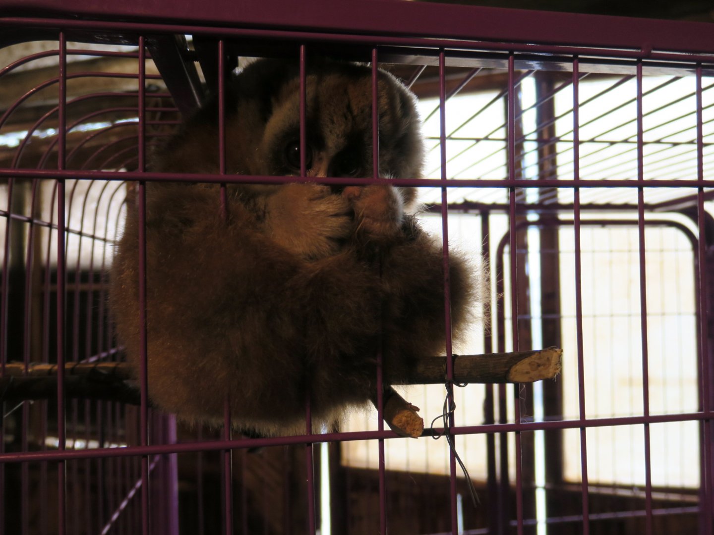 Bengal slow loris (Nycticebus bengalensis)