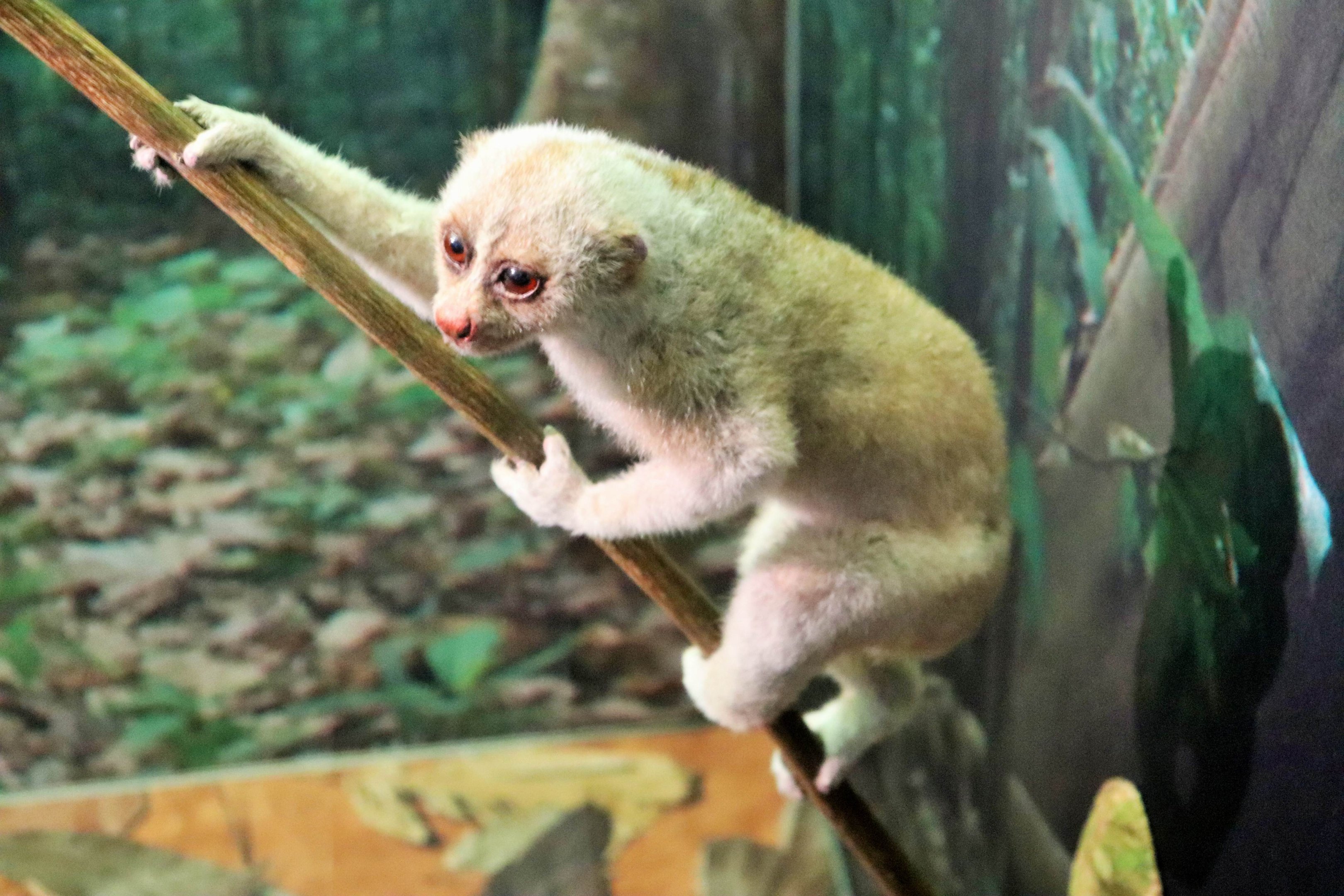 Bengal Slow Loris (Nycticebus bengalensis)
