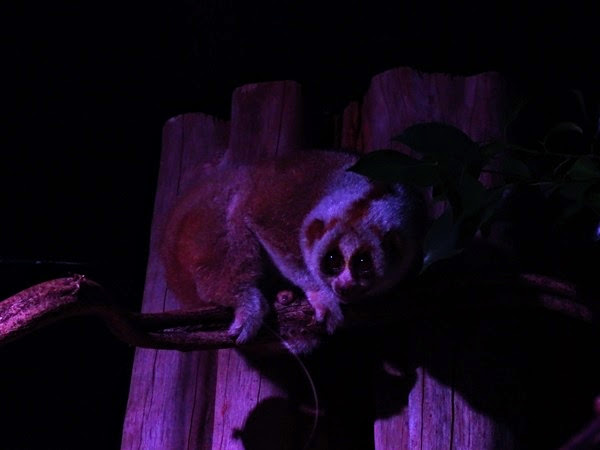 Bengal Slow Loris (Nycticebus bengalensis)