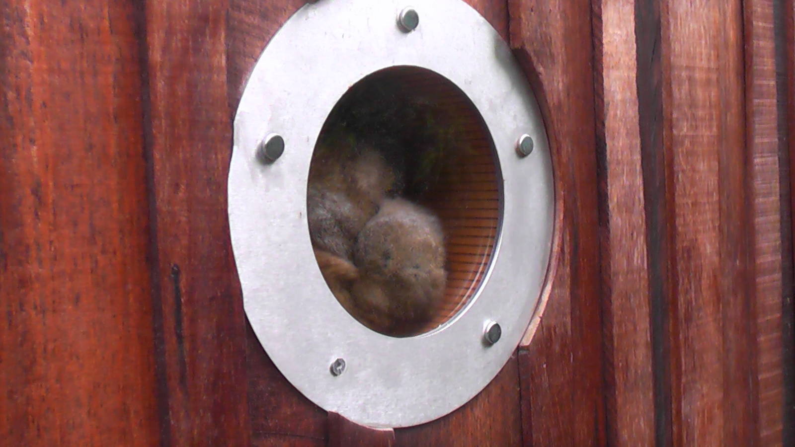 Bengal Slow Loris - RSCC August 2010