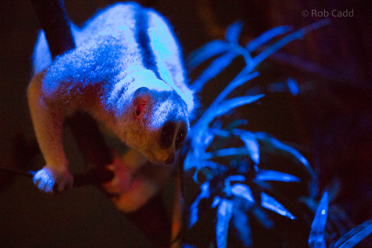 Bengal slow loris : Shaldon : 24 Sep 2015