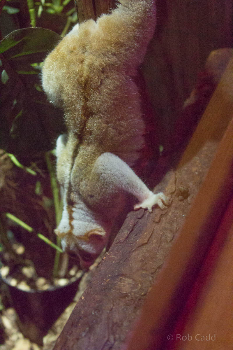 Bengal slow loris : Shaldon : 24 Sep 2015