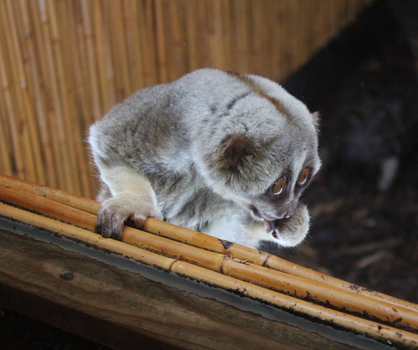 Bengal Slow Loris