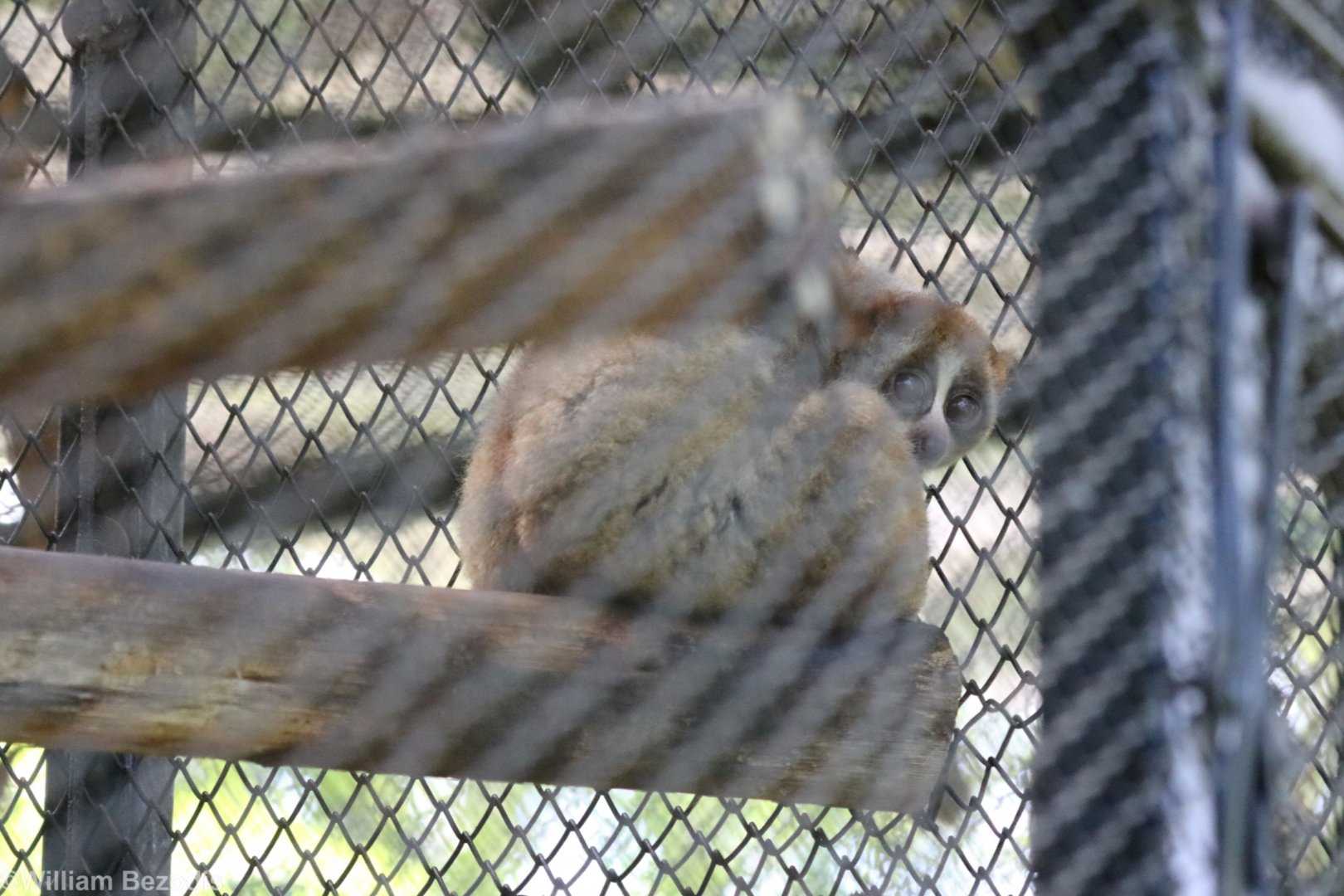Bengal Slow Loris