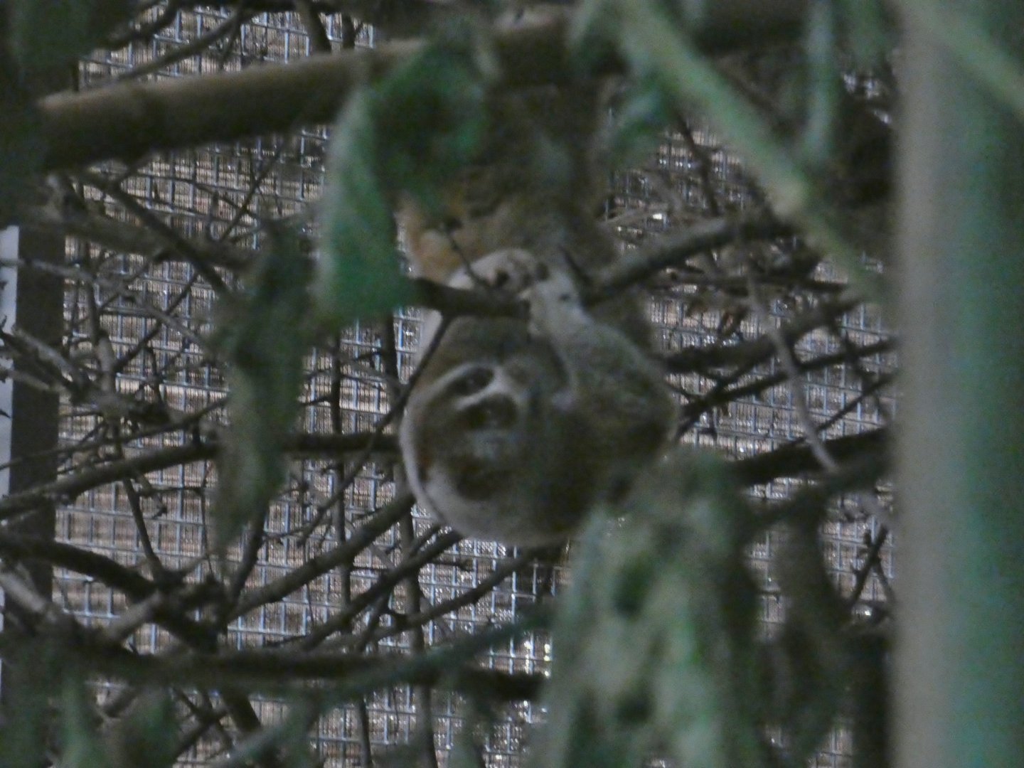 Bengal slow loris