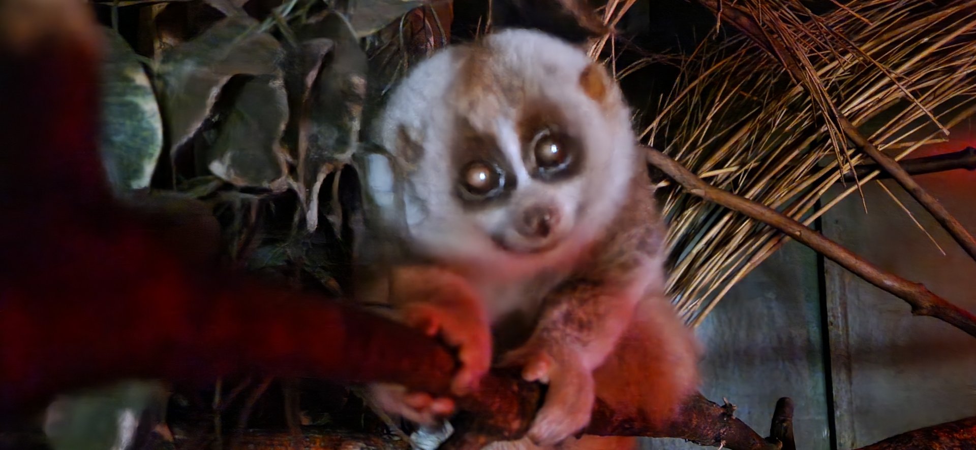 Bengal Slow Loris