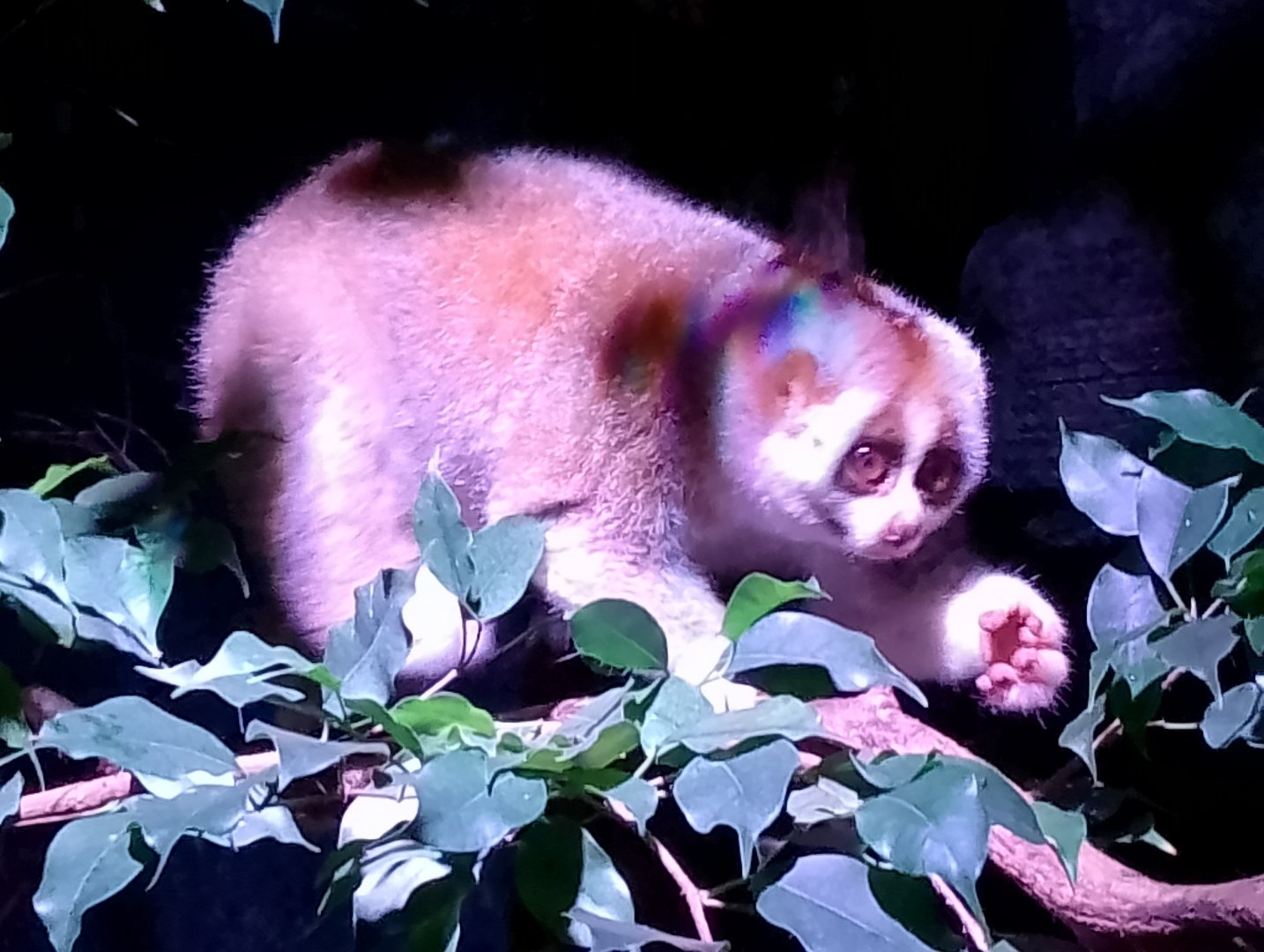 Bengal slow loris