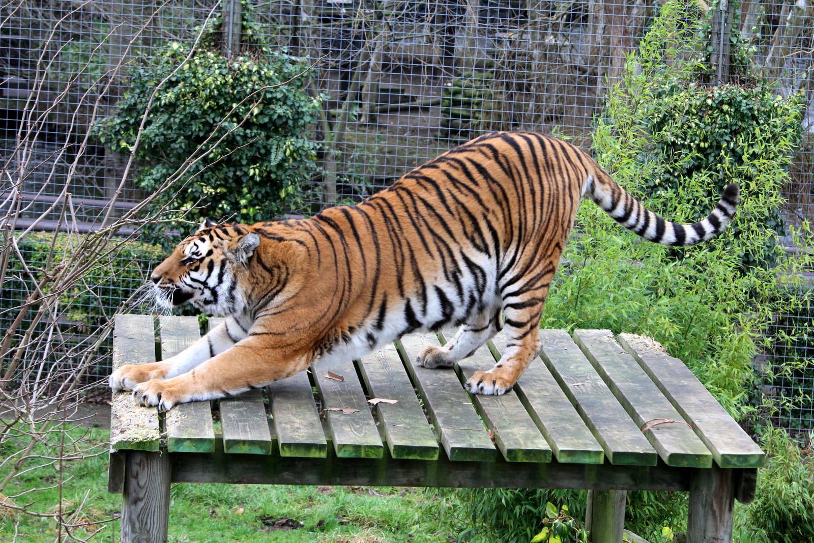 Bengal Tiger. 1-1-15