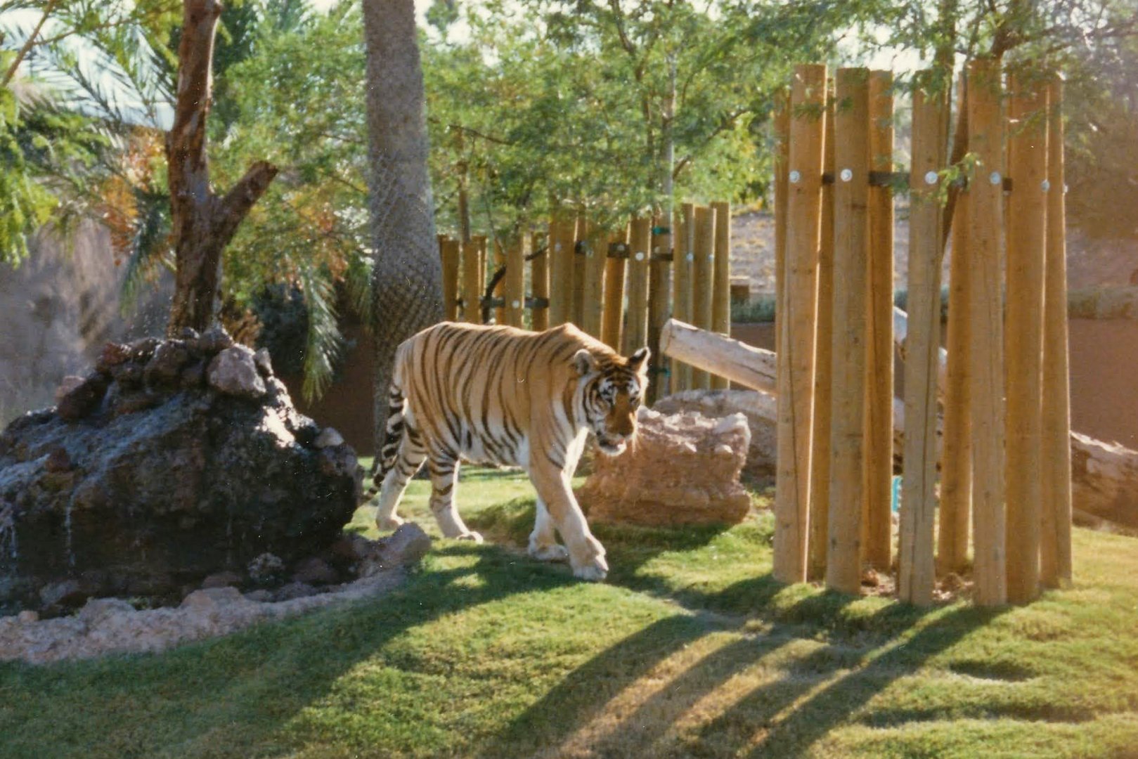 Bengal Tiger - 1990's (or possibly 80's)