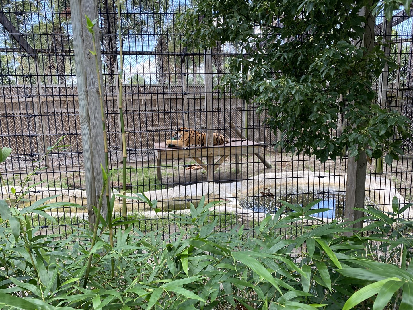 “Bengal” Tiger - 6/22/2023