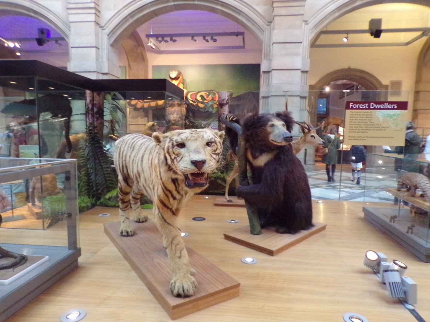 Bengal tiger and Sloth bear (taken at Kelvingrove museum) 12.2.24