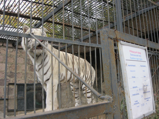 bengal tiger ( Armenia ) Yerevan zoo