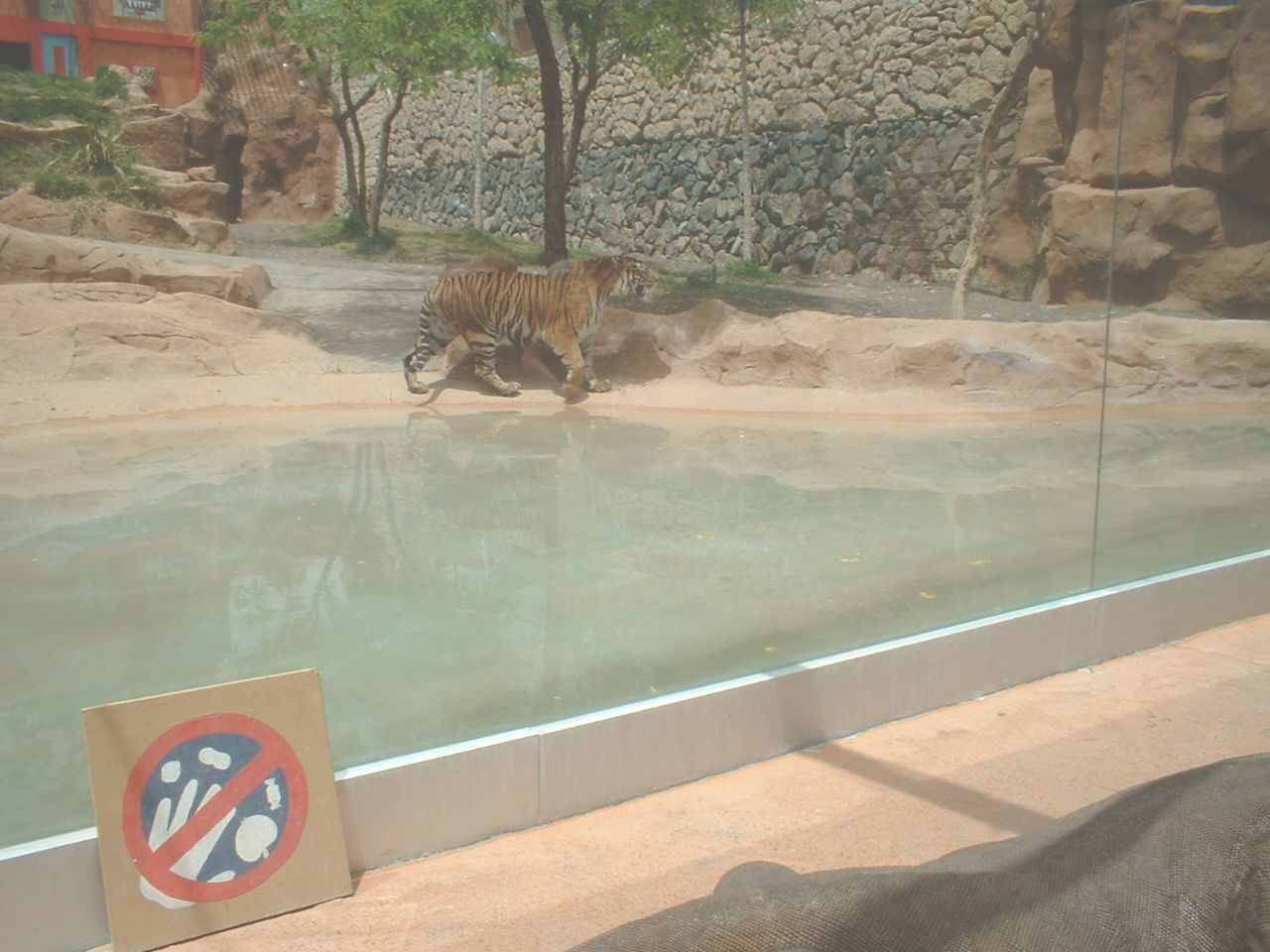 Bengal Tiger at Aguilas Jungle Park in Tenerife, 19 May 2004