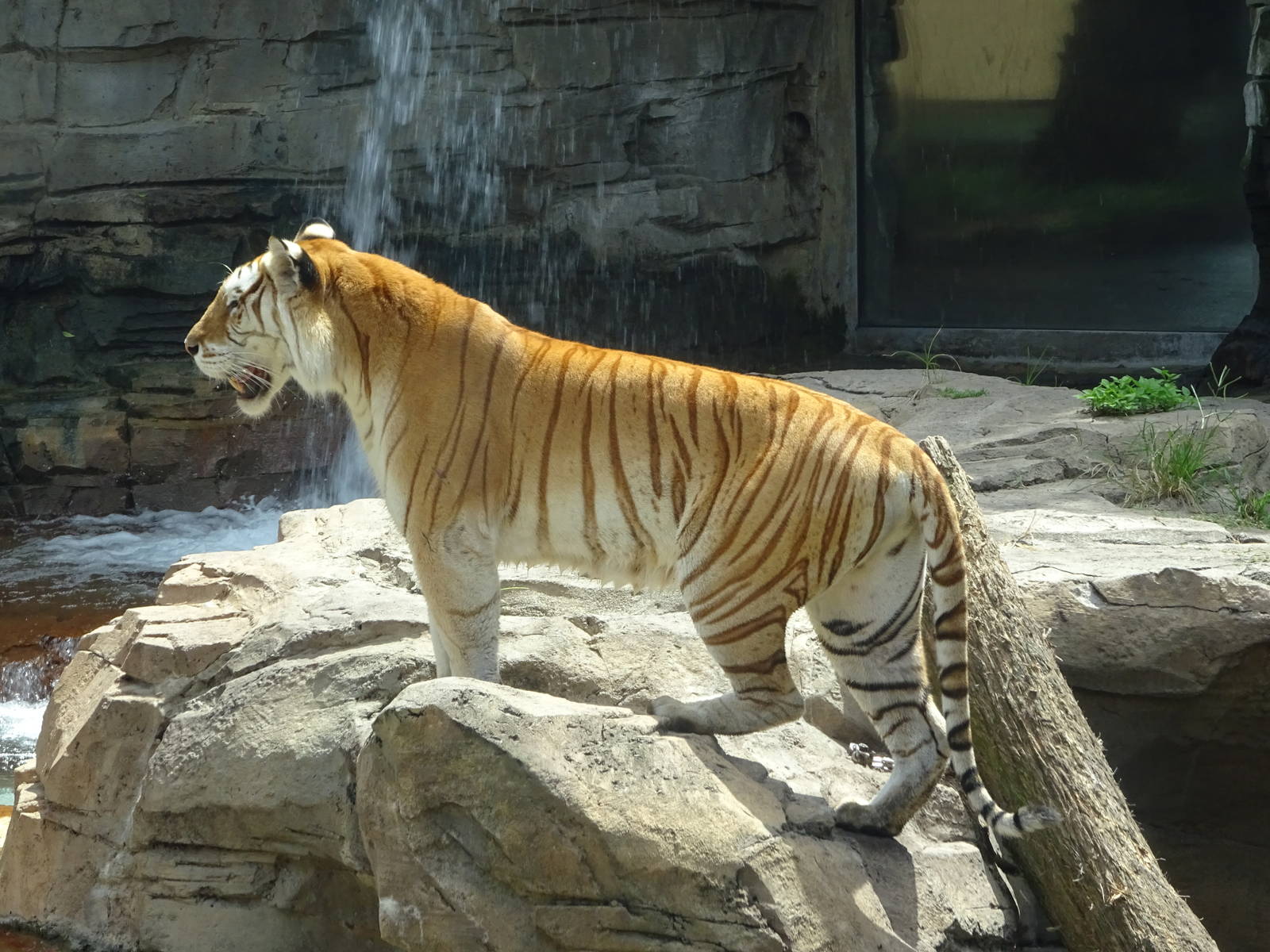 Bengal Tiger at Busch Gardens Tampa