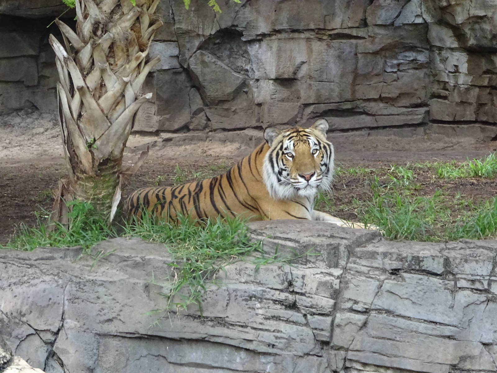 Bengal Tiger at Busch Gardens Tampa