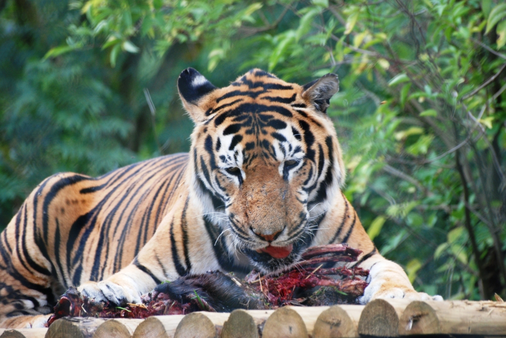 'Bengal' Tiger at Howletts, 30/08/14