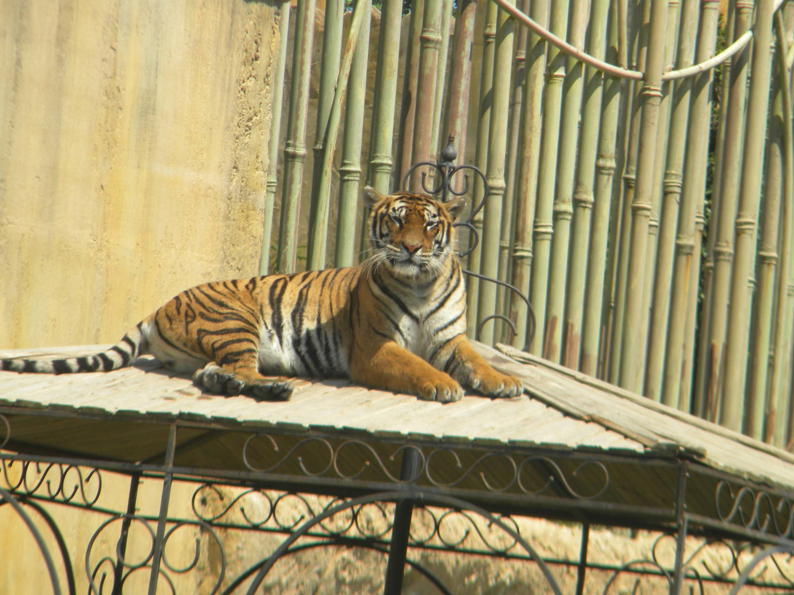 Bengal Tiger at Terra Natura 29/07/11