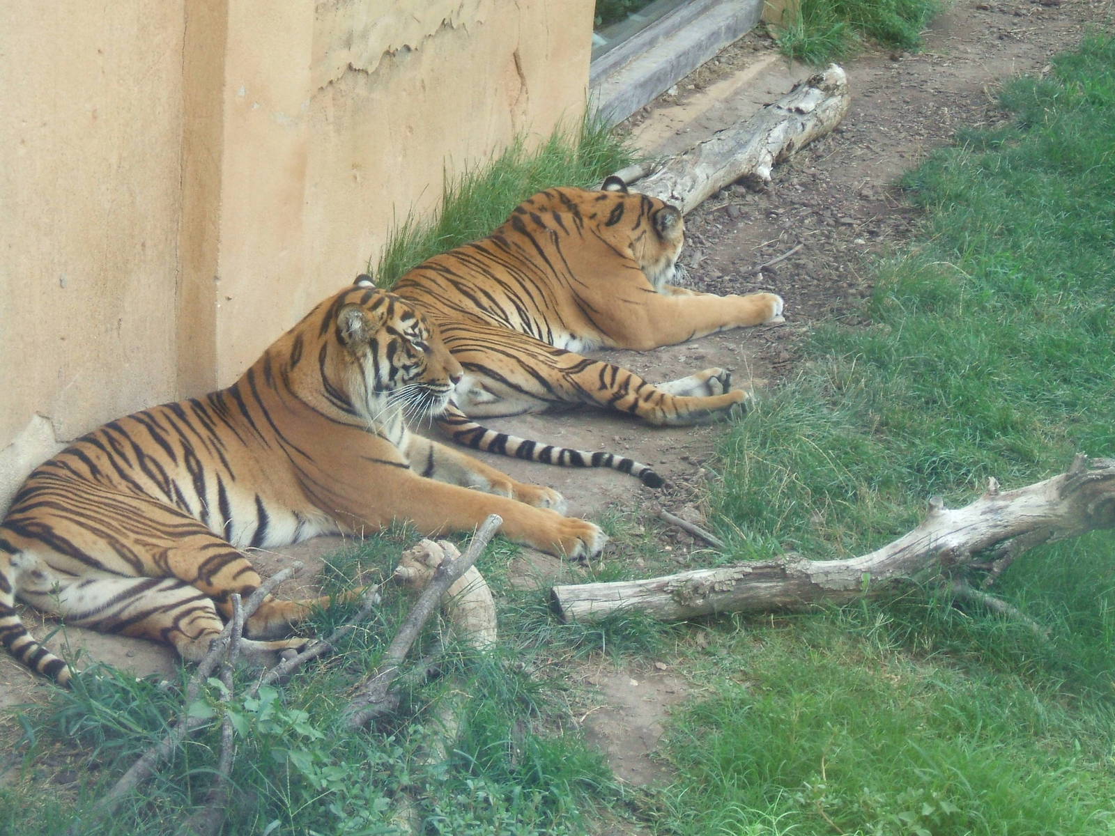 Bengal Tiger at Terra Natura