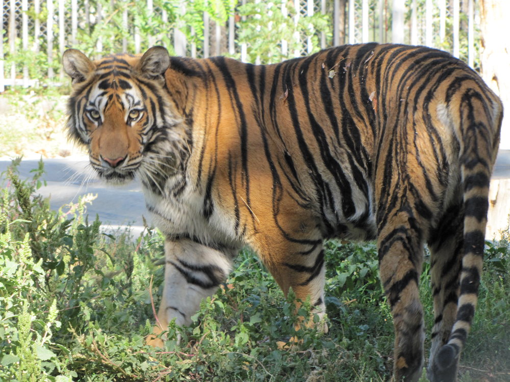 Bengal Tiger(babry)1