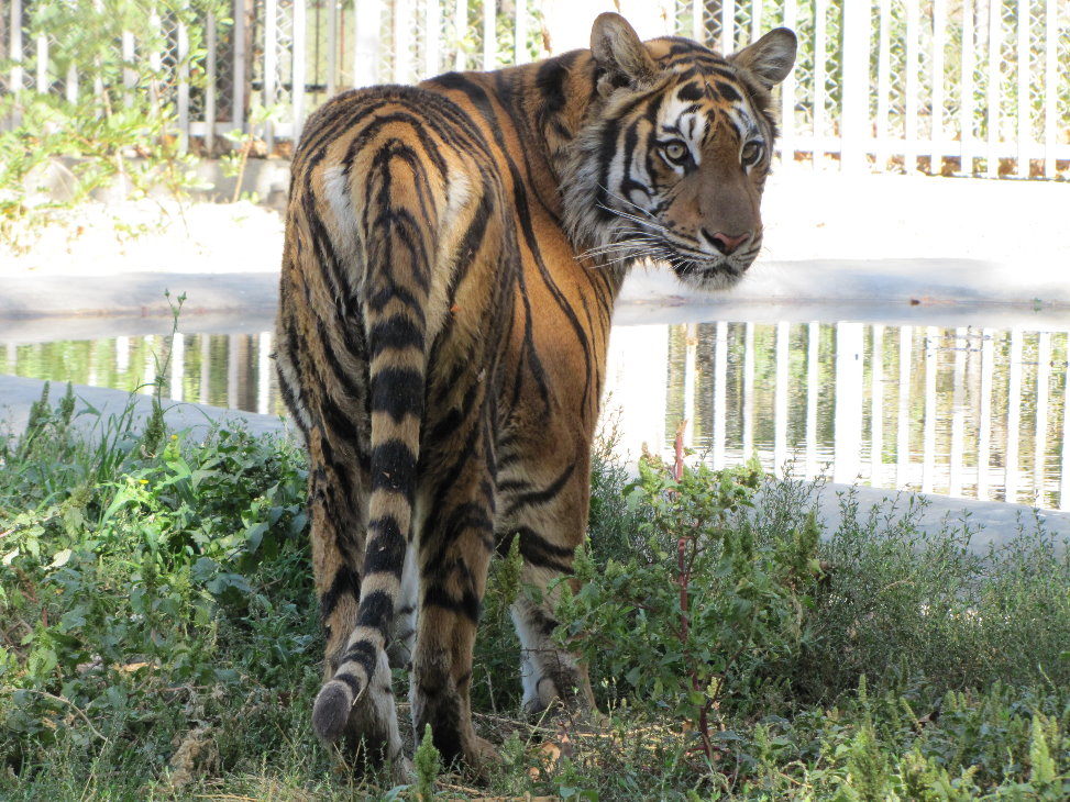 Bengal Tiger(babry)2