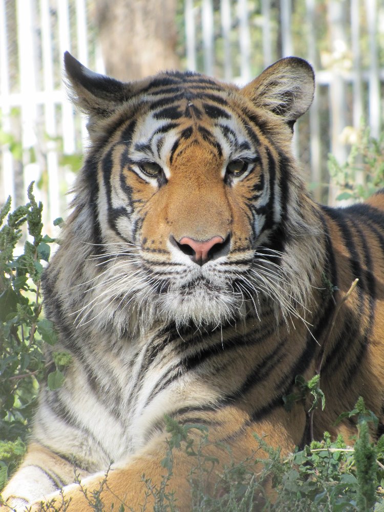 Bengal Tiger(babry)4
