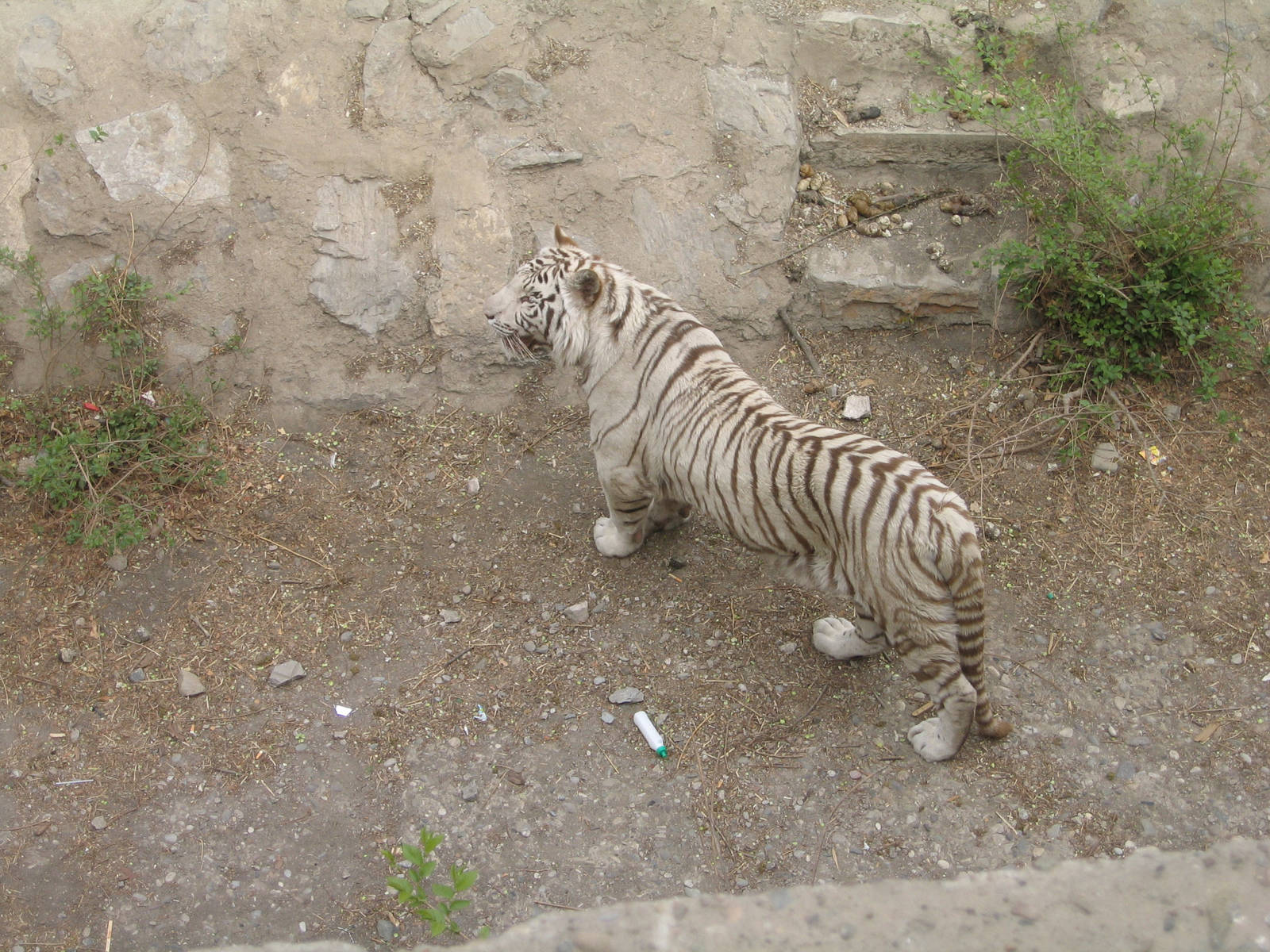 Bengal Tiger - Beijing Zoo