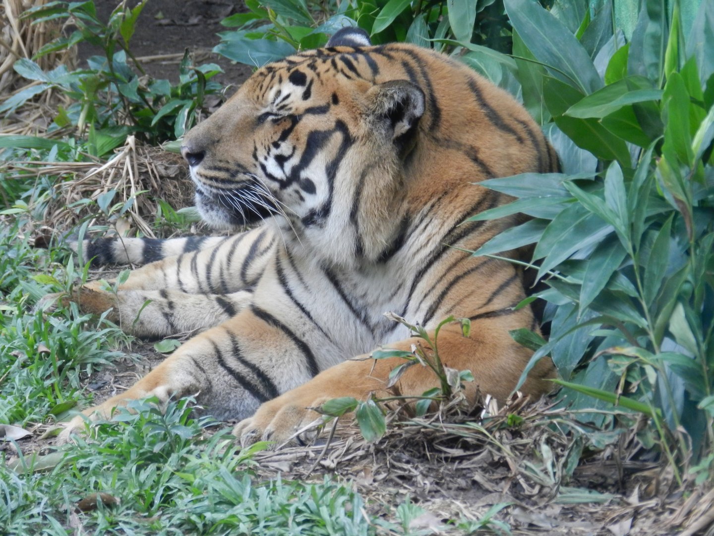 Bengal tiger - BioParque do Rio