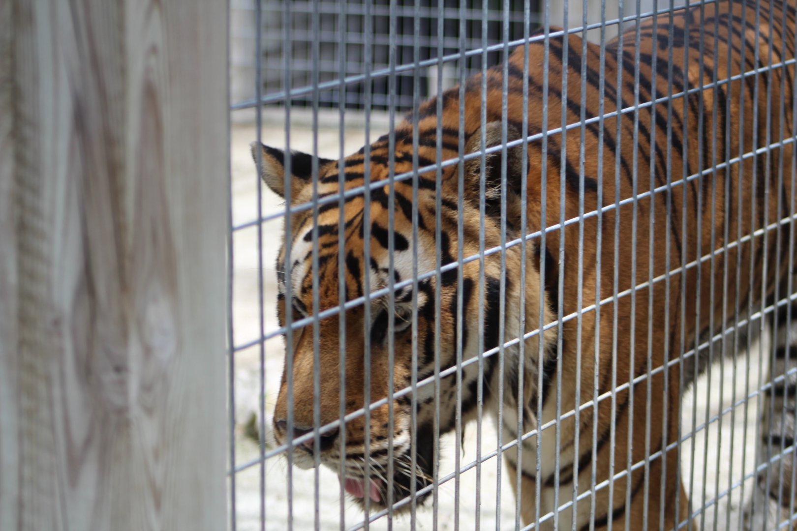 Bengal Tiger Close up - Mccarthy Wildlife Sanctuary