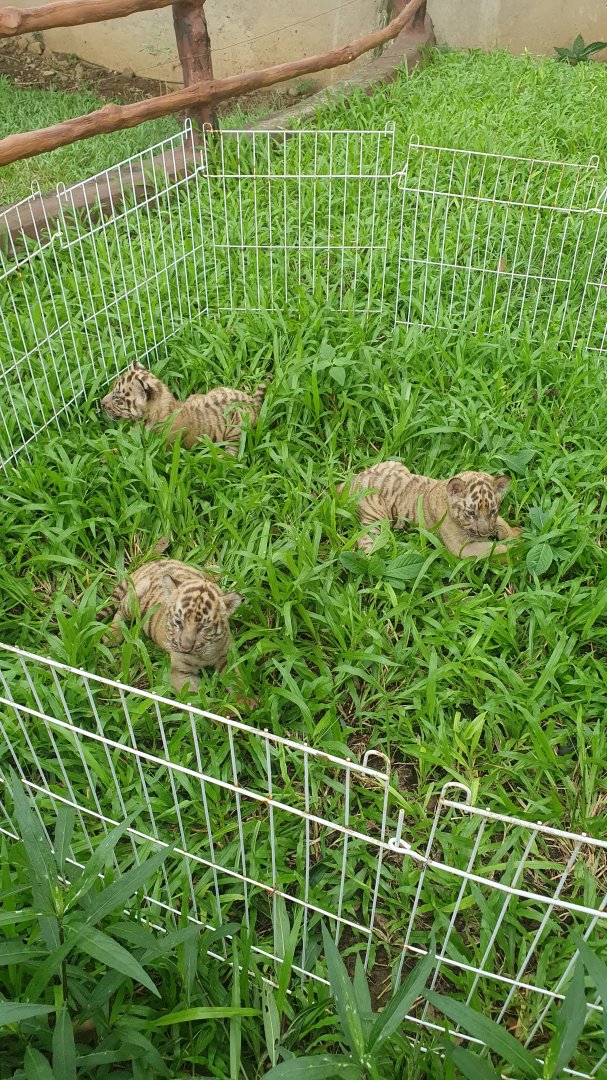 Bengal Tiger cubs (Panthera tigris tigris) - Solo Safari