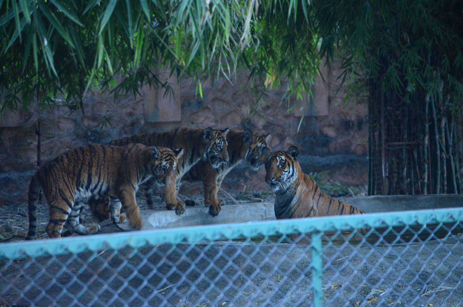 Bengal Tiger cubs