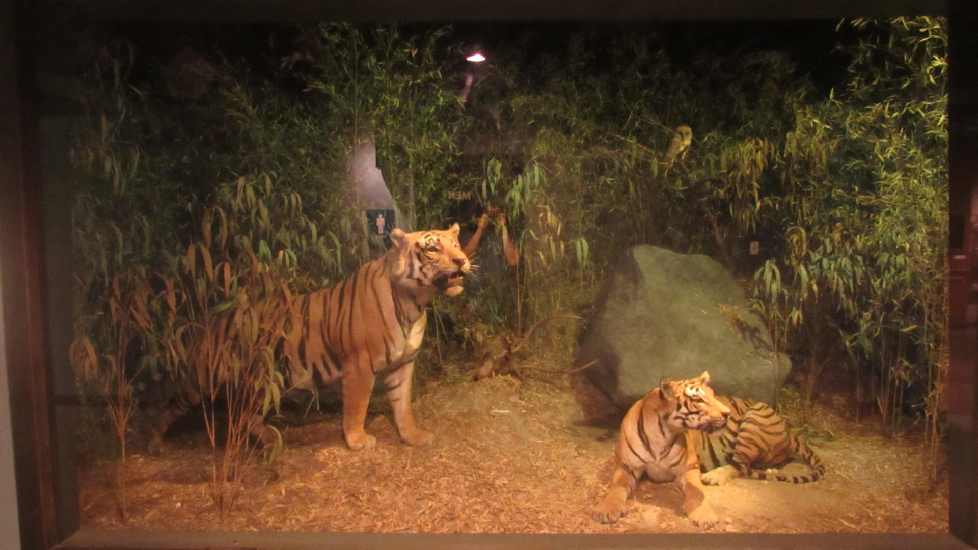 Bengal Tiger Diorama