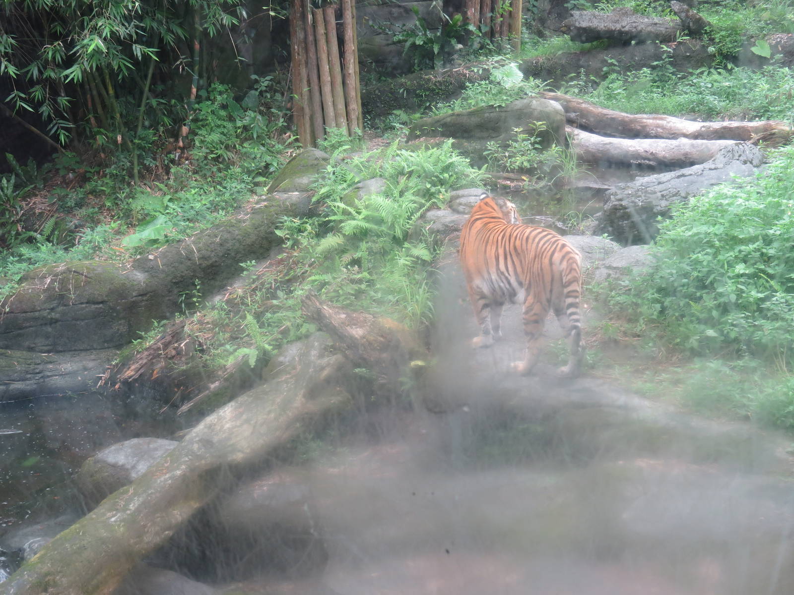 Bengal tiger enclosure